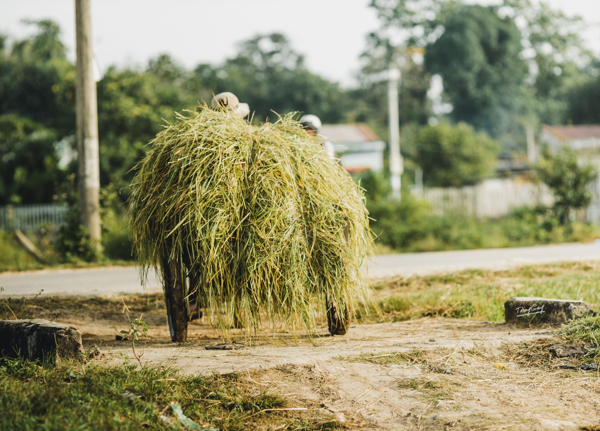 A motorbike loaded with hay on an empty rural road.