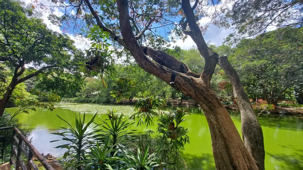 Tropical trees and a pond inside the Jardín Botánico in Medellín