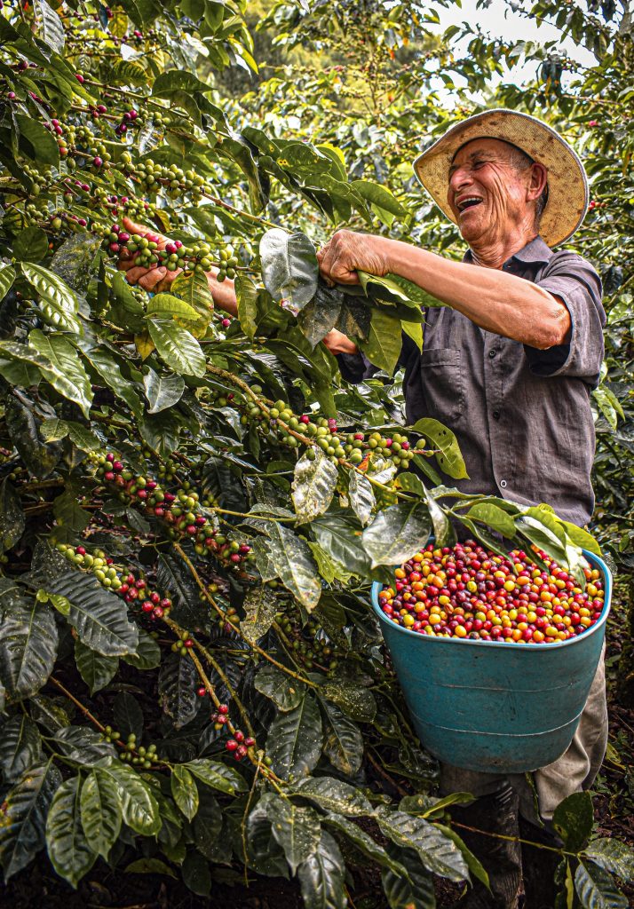 A picker in a straw hat filling a bucket with ripe red coffee cherries