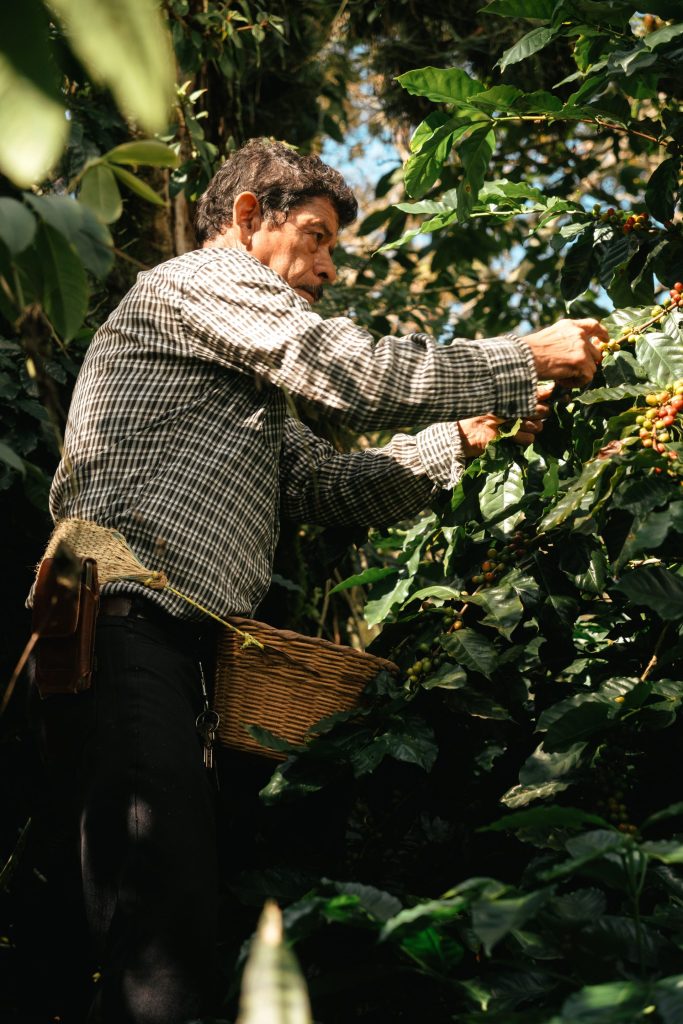 A coffee picker harvesting cherries into a waist basket on a Colombian finca