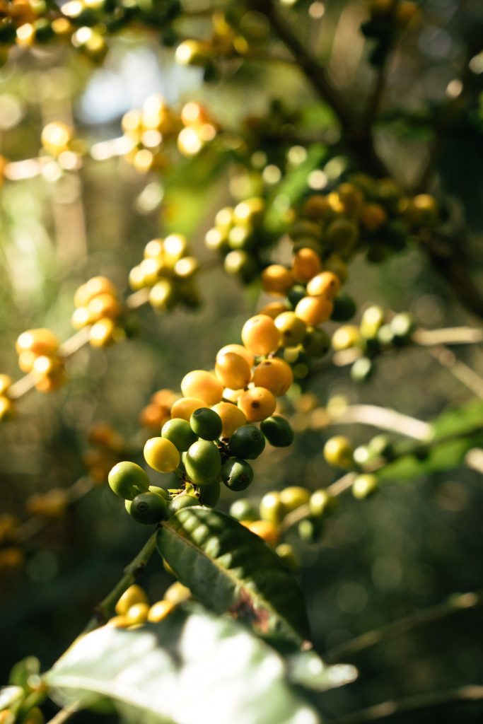 Yellow and green coffee cherries ripening on the branch