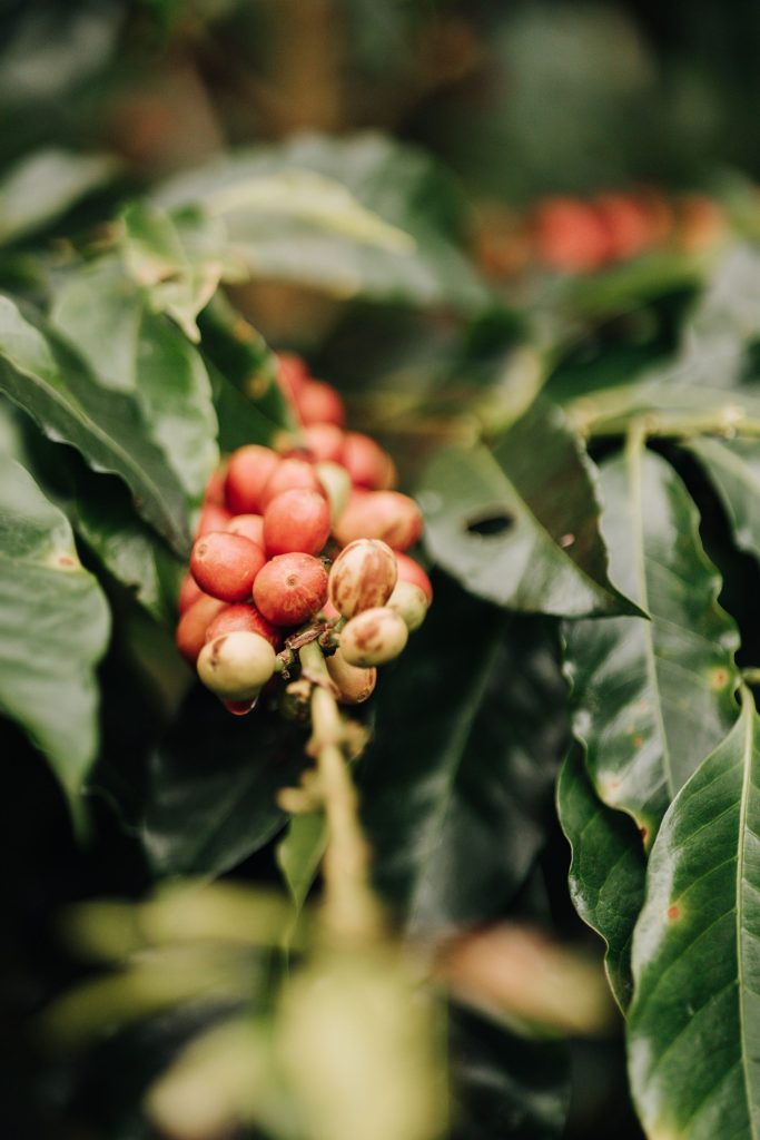 Ripe red coffee cherries clustered on the branch