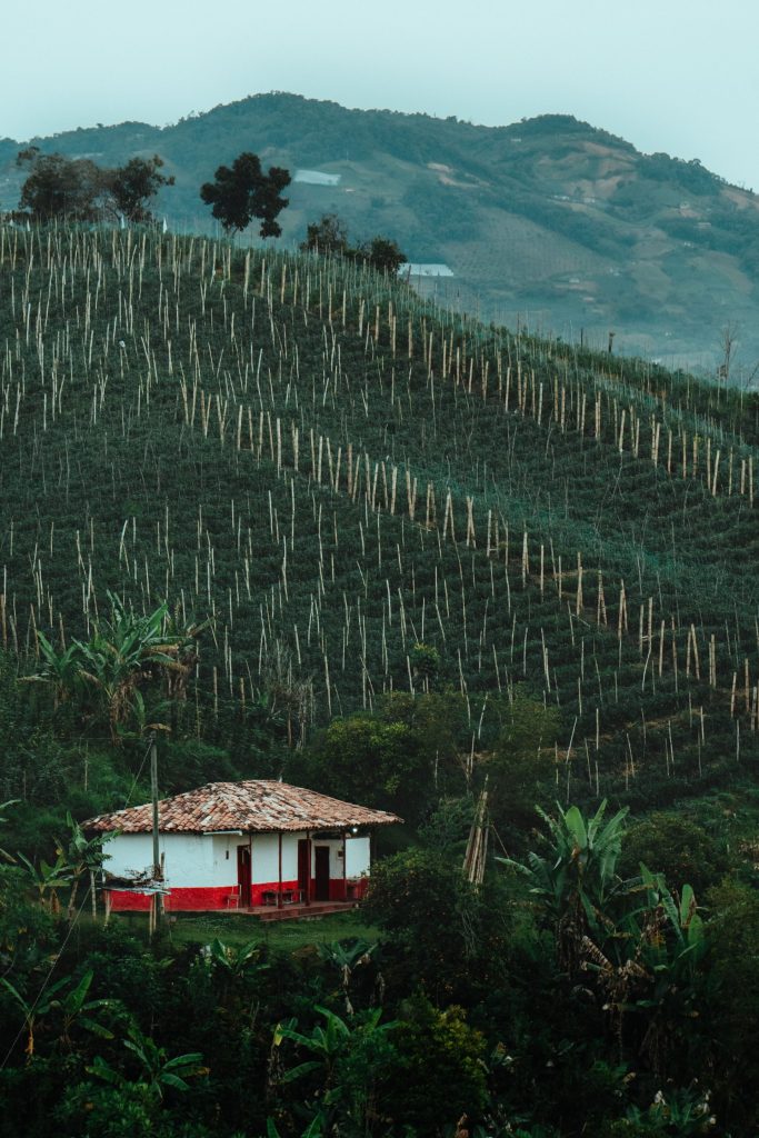 A finca farmhouse below terraced rows of coffee shrubs on a green Andean hillside