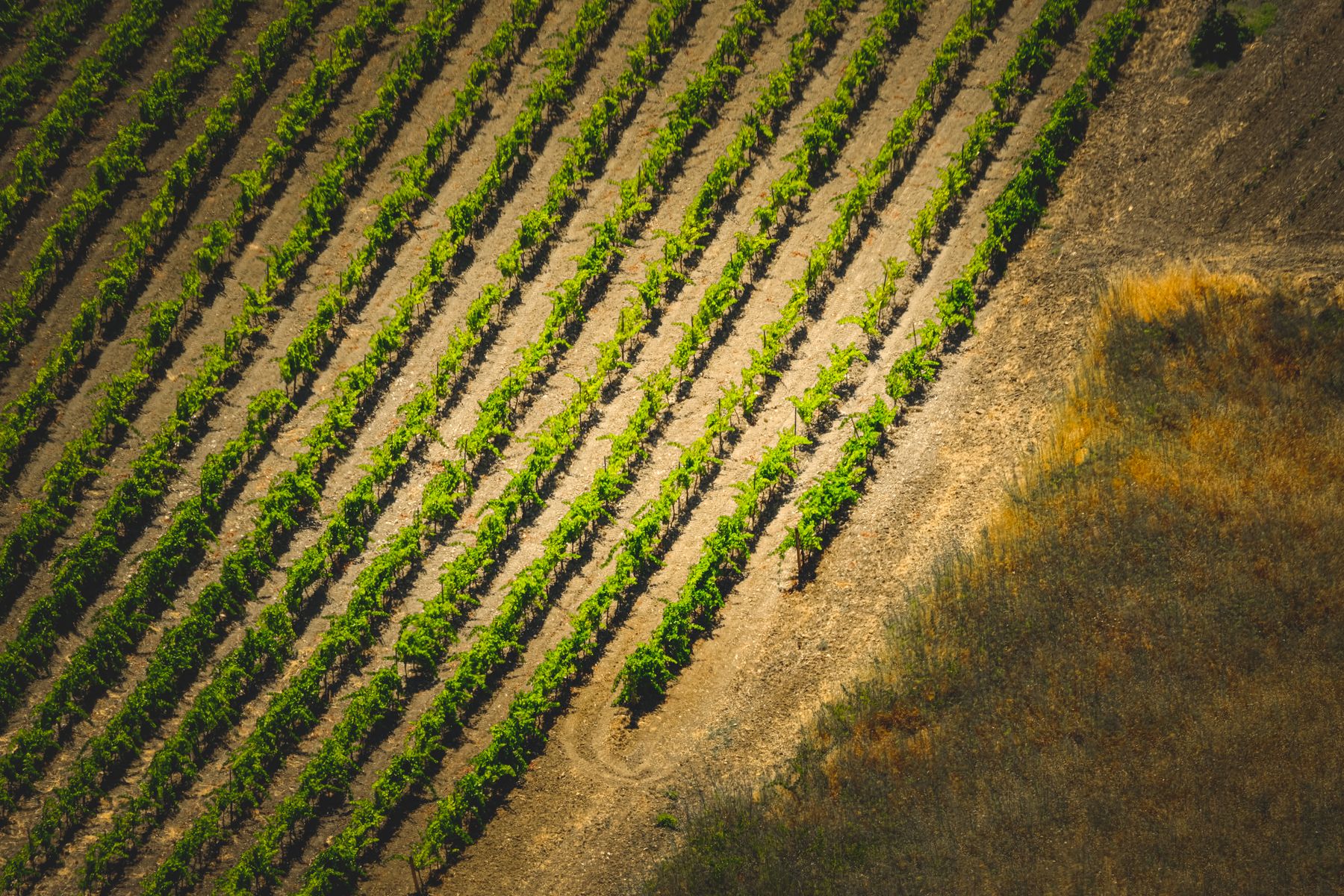 Rows of vines running across a low hillside under an open sky