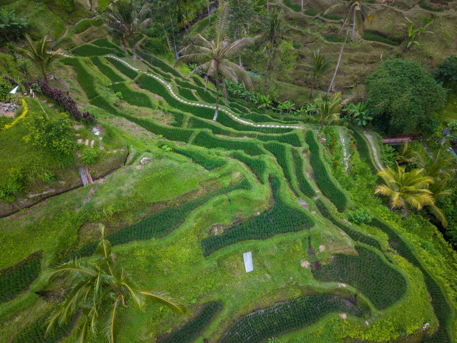 Where to stay in Bali: aerial view of lush green terraced rice fields