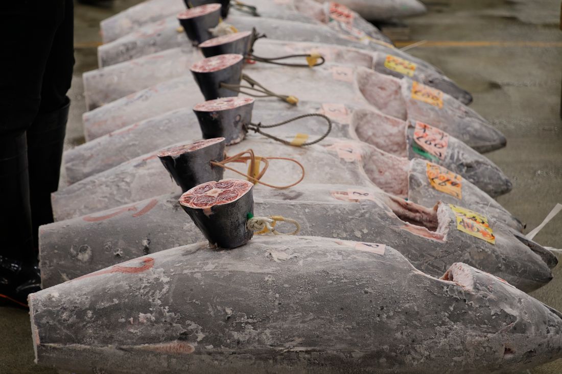 Rows of frozen tuna laid out on the floor of a Tokyo fish market