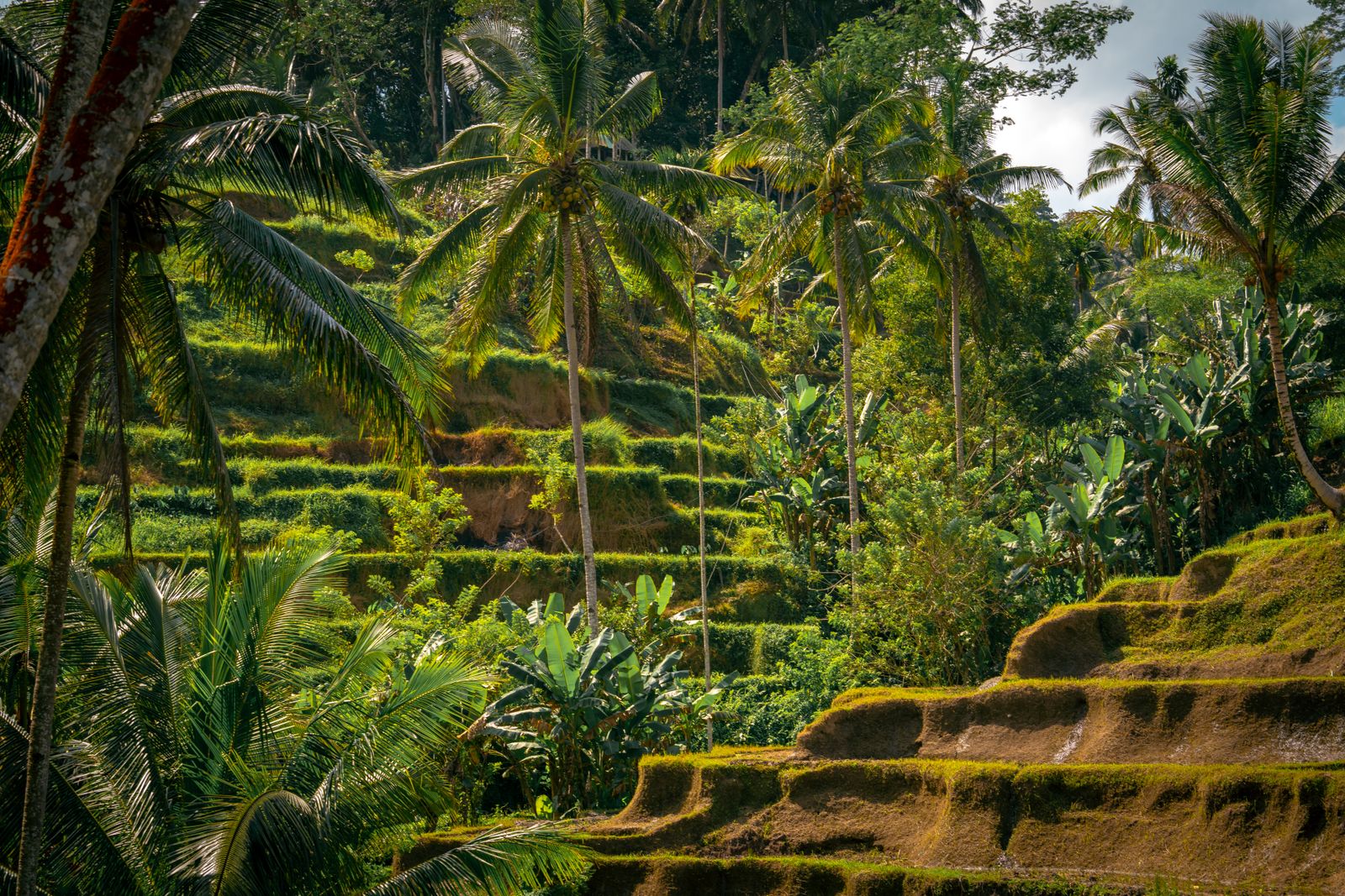 Rice terraces framed by palm trees in Ubud, Bali