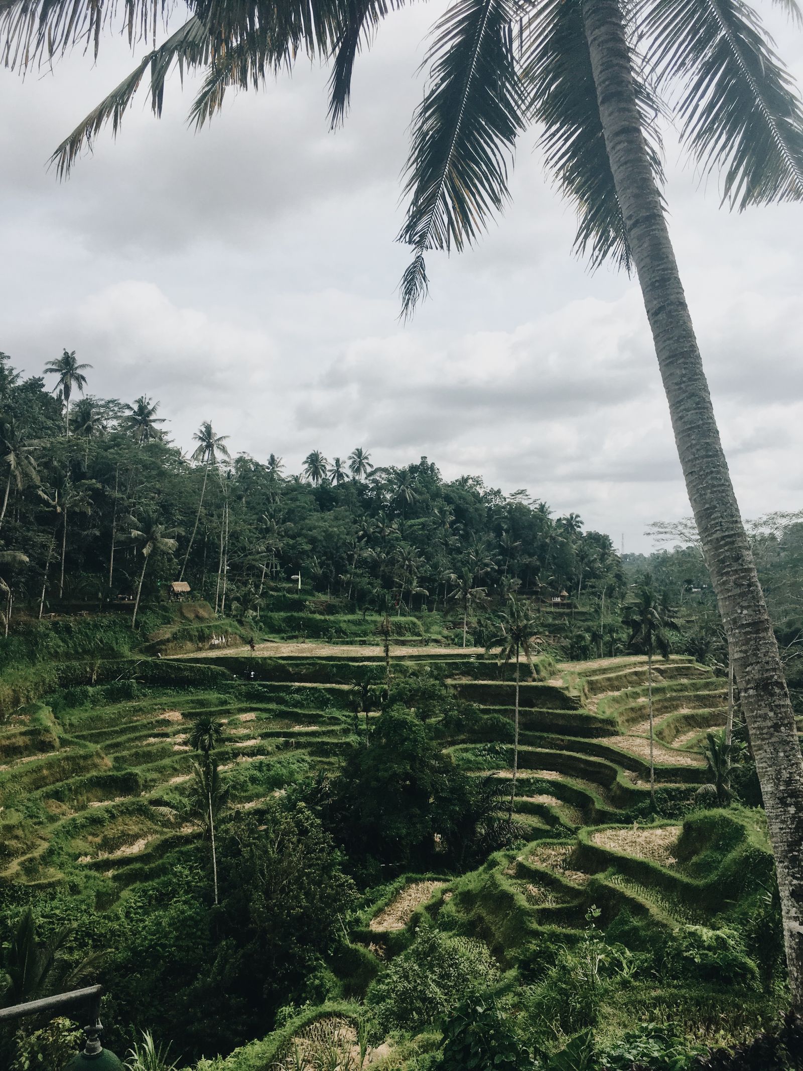 Aerial view of green rice terraces in Ubud, Bali