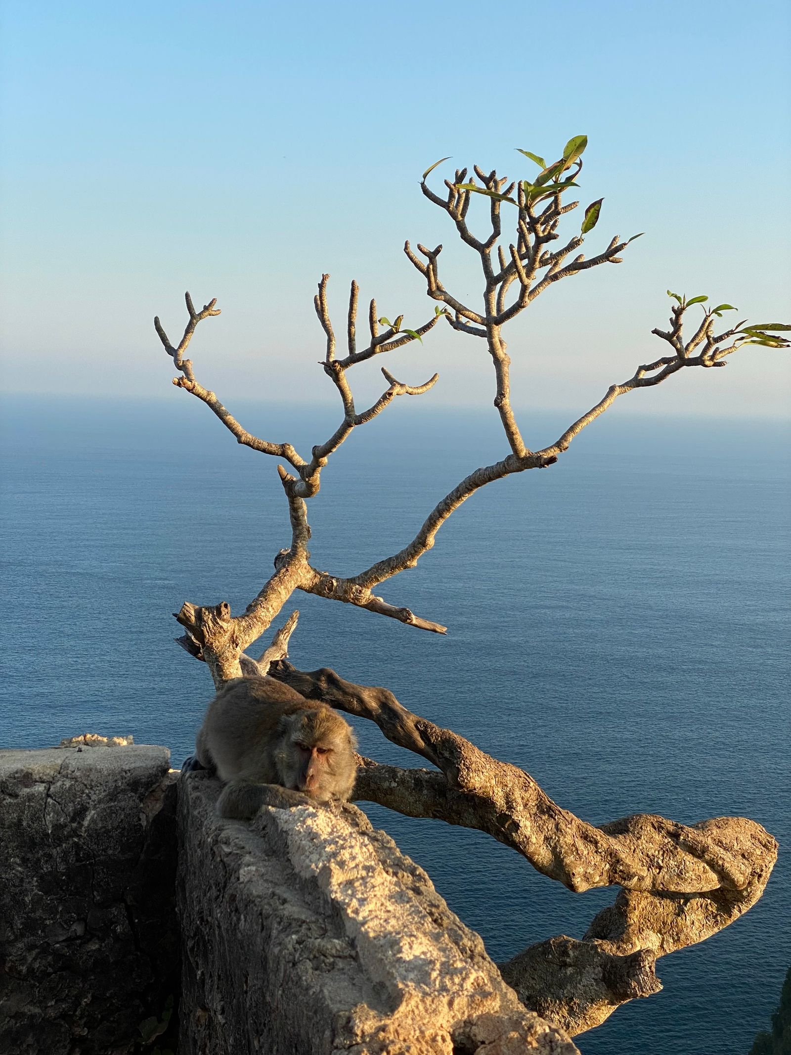 The Uluwatu cliffs on Bali's Bukit peninsula