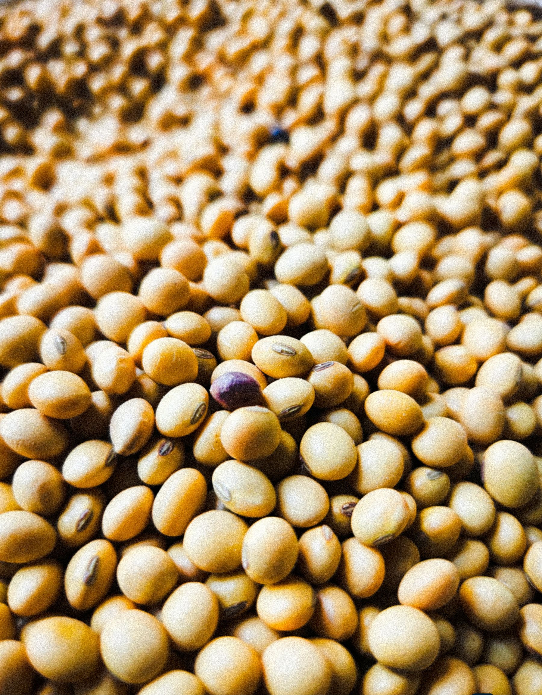 A close view of dried soybeans, the raw material for tempeh