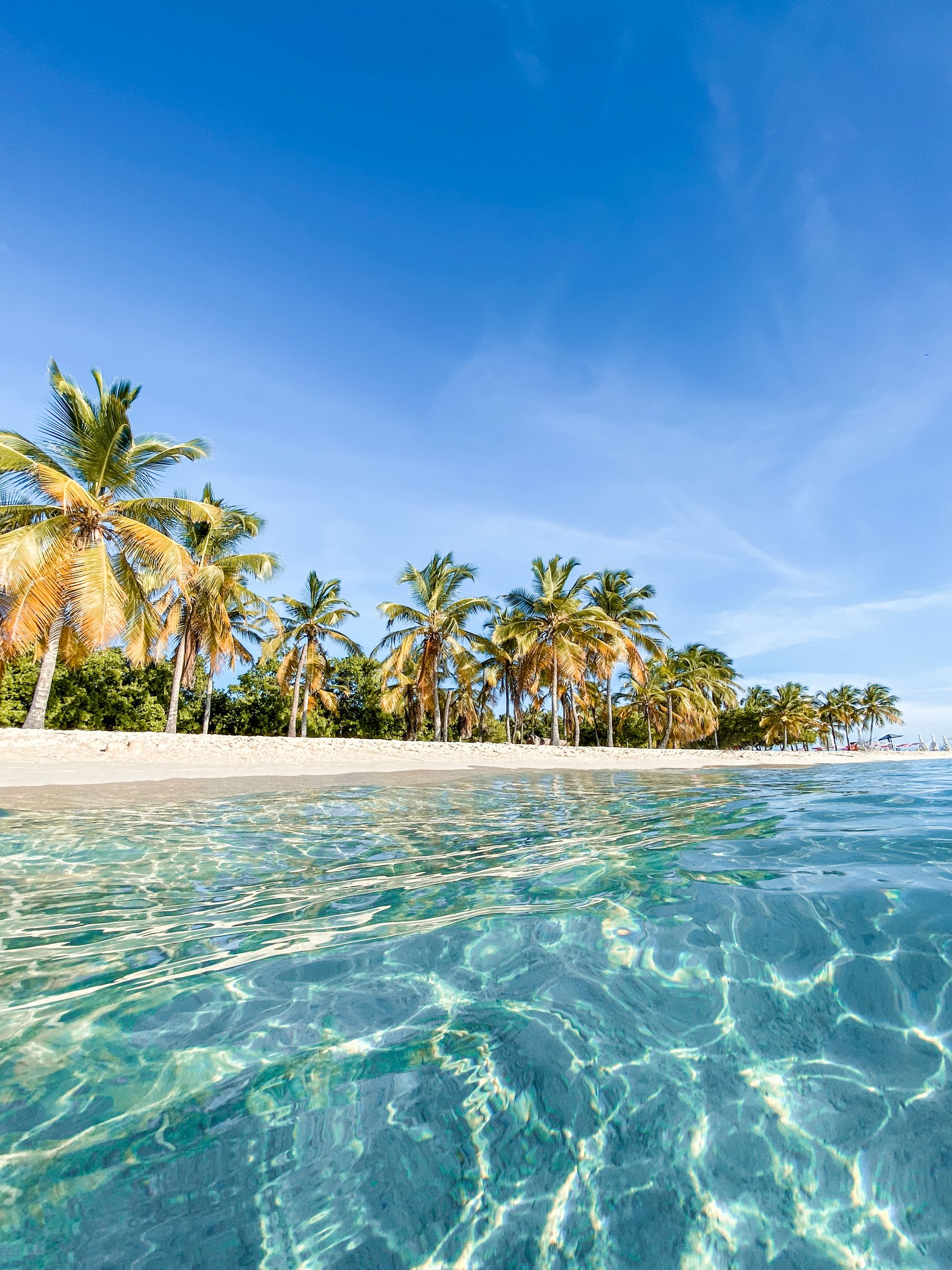 A Caribbean beach with palms and clear shallow water