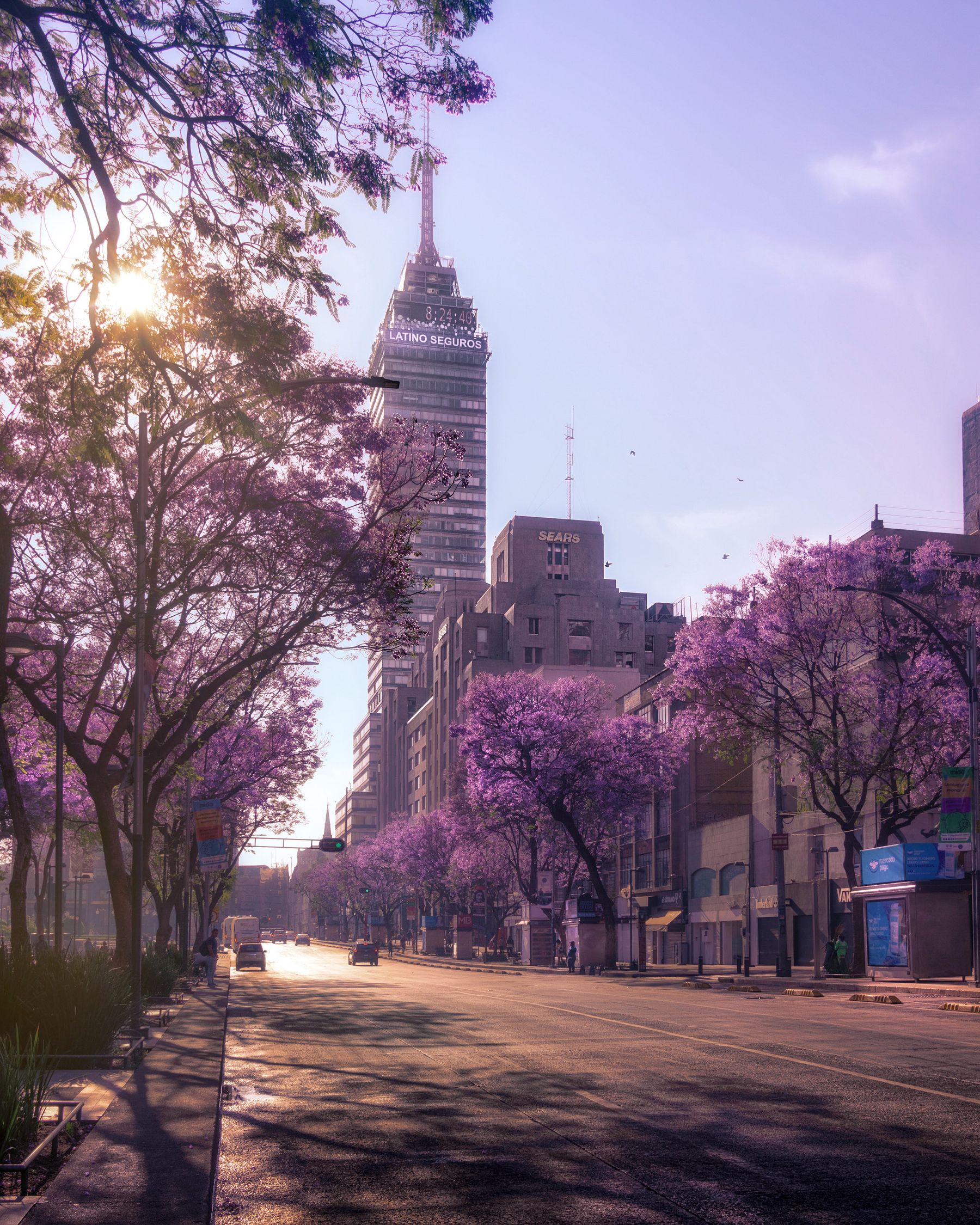 A Mexico City street with Torre Latinoamericana behind blooming purple jacarandas