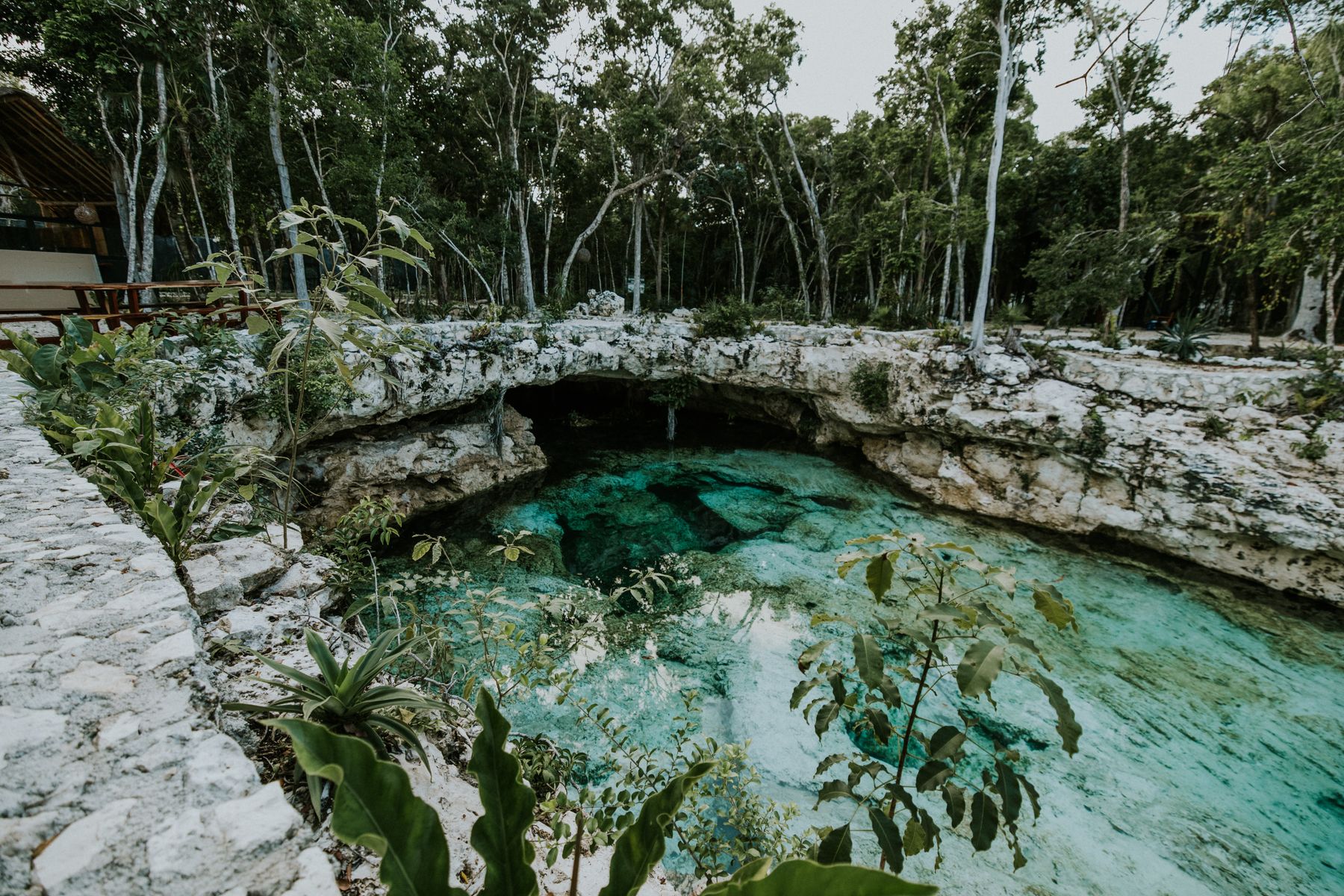 A cenote with clear water surrounded by lush greenery in the Yucatan