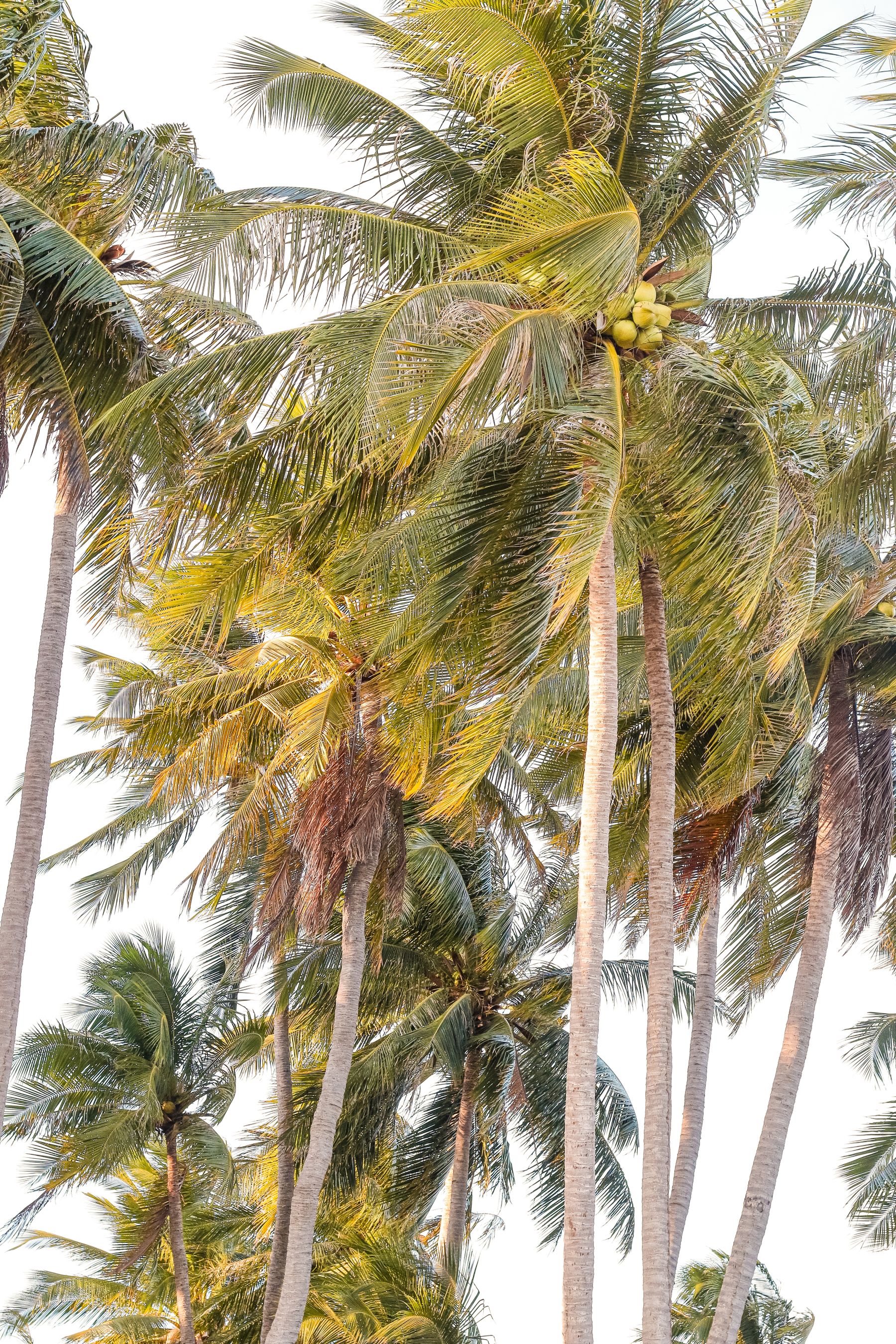 Coconut palms leaning over a tropical beach