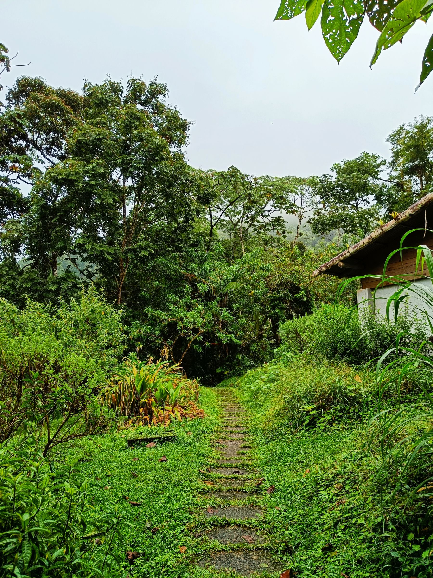 A path through vibrant greenery at El Castillo, Costa Rica