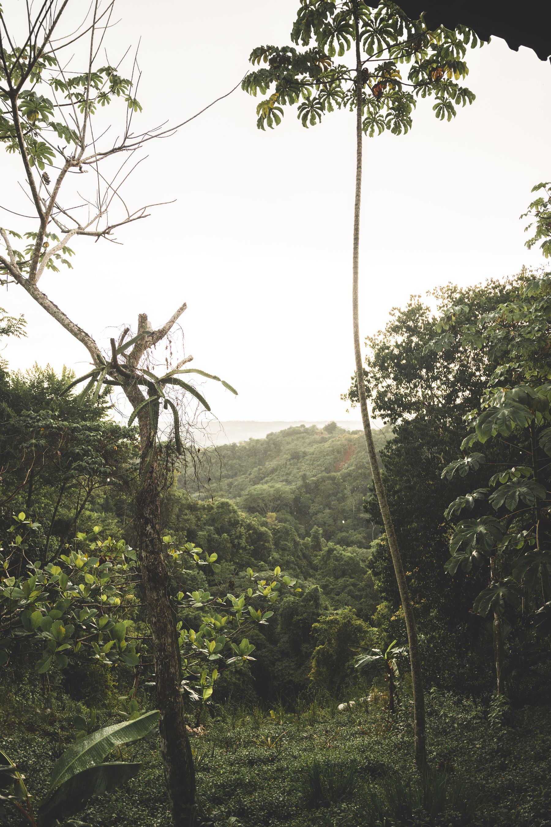 Lush tropical rainforest with diverse flora in Costa Rica