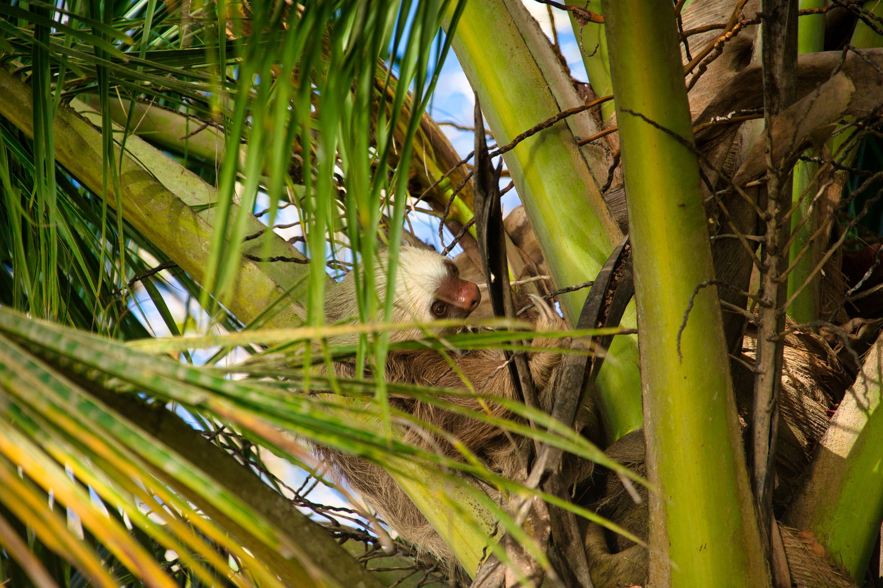 A sloth among palm fronds in a tree in Costa Rica