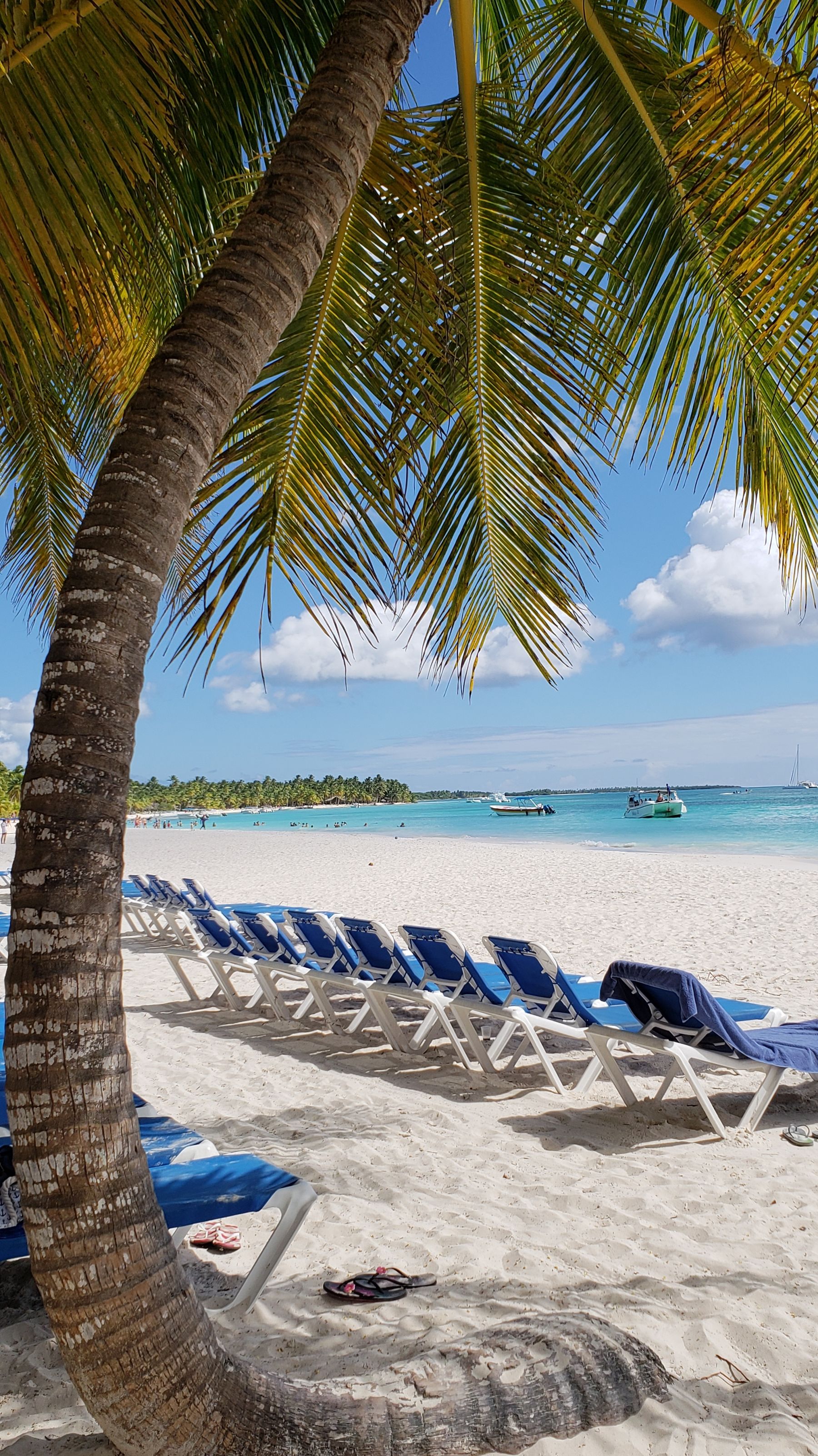 Rows of sun loungers under palm umbrellas on a Dominican Republic beach