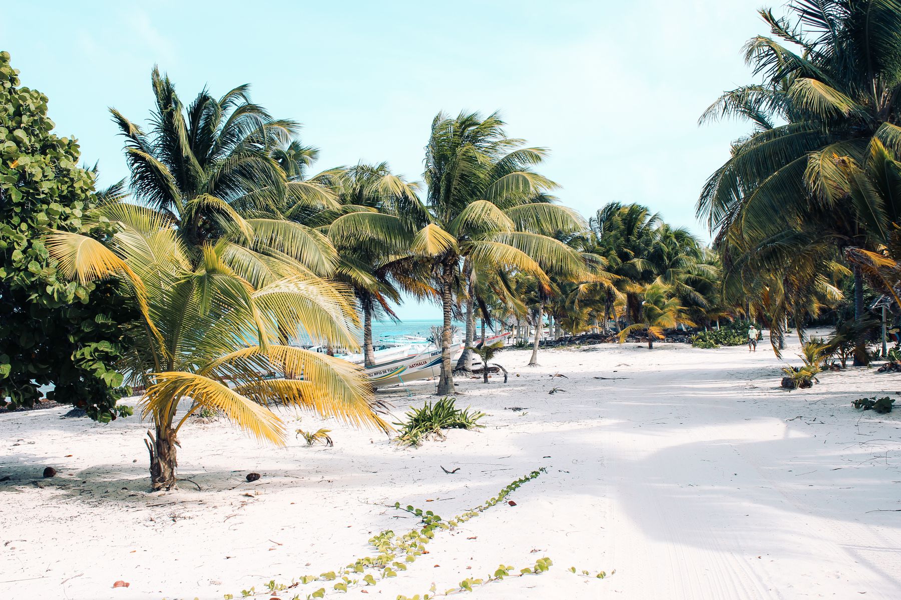 A serene tropical beach with palm trees on the Mexican Caribbean coast