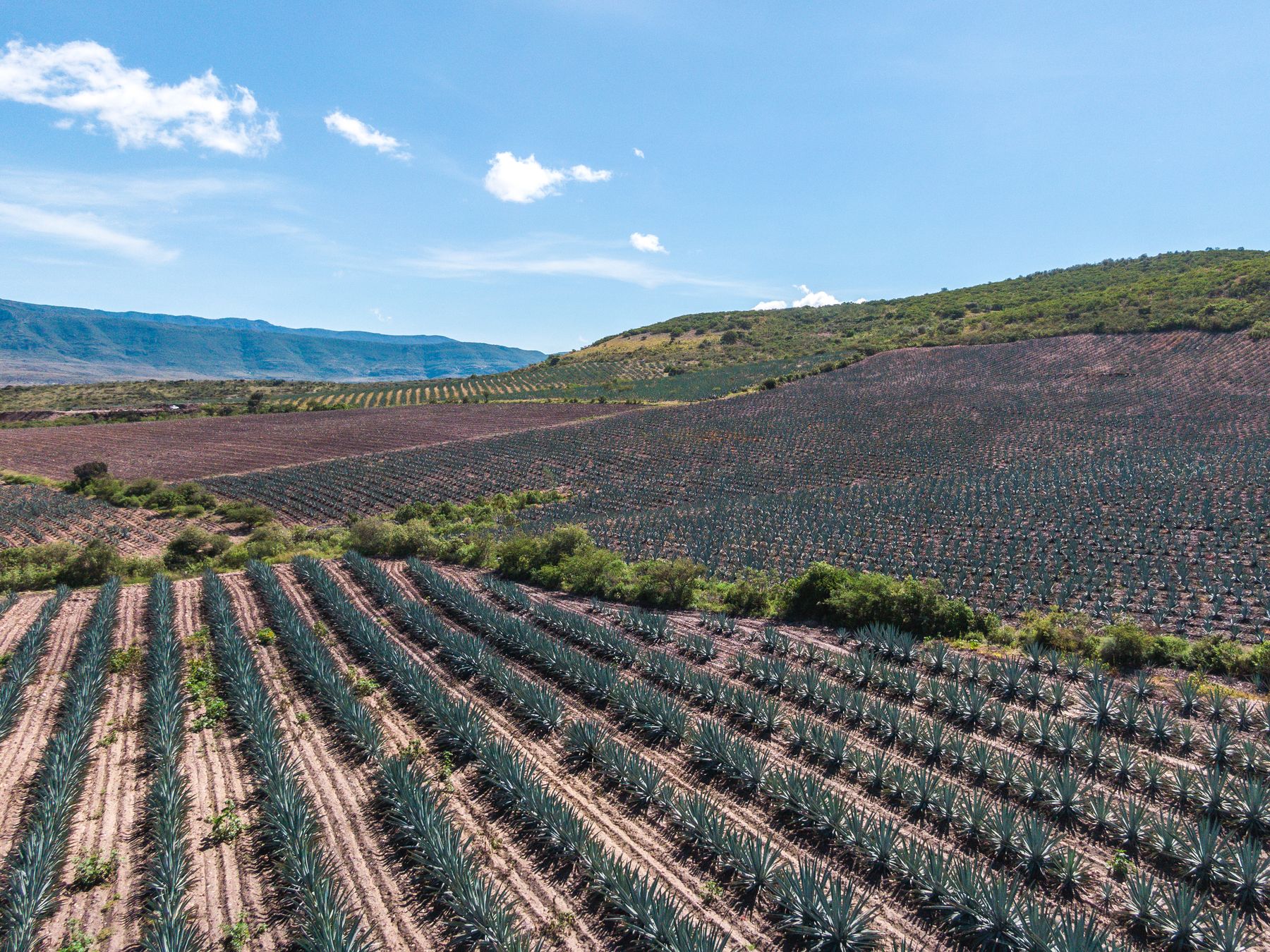 Aerial view of agave fields near Santiago Matatlan in Oaxaca under a clear sky