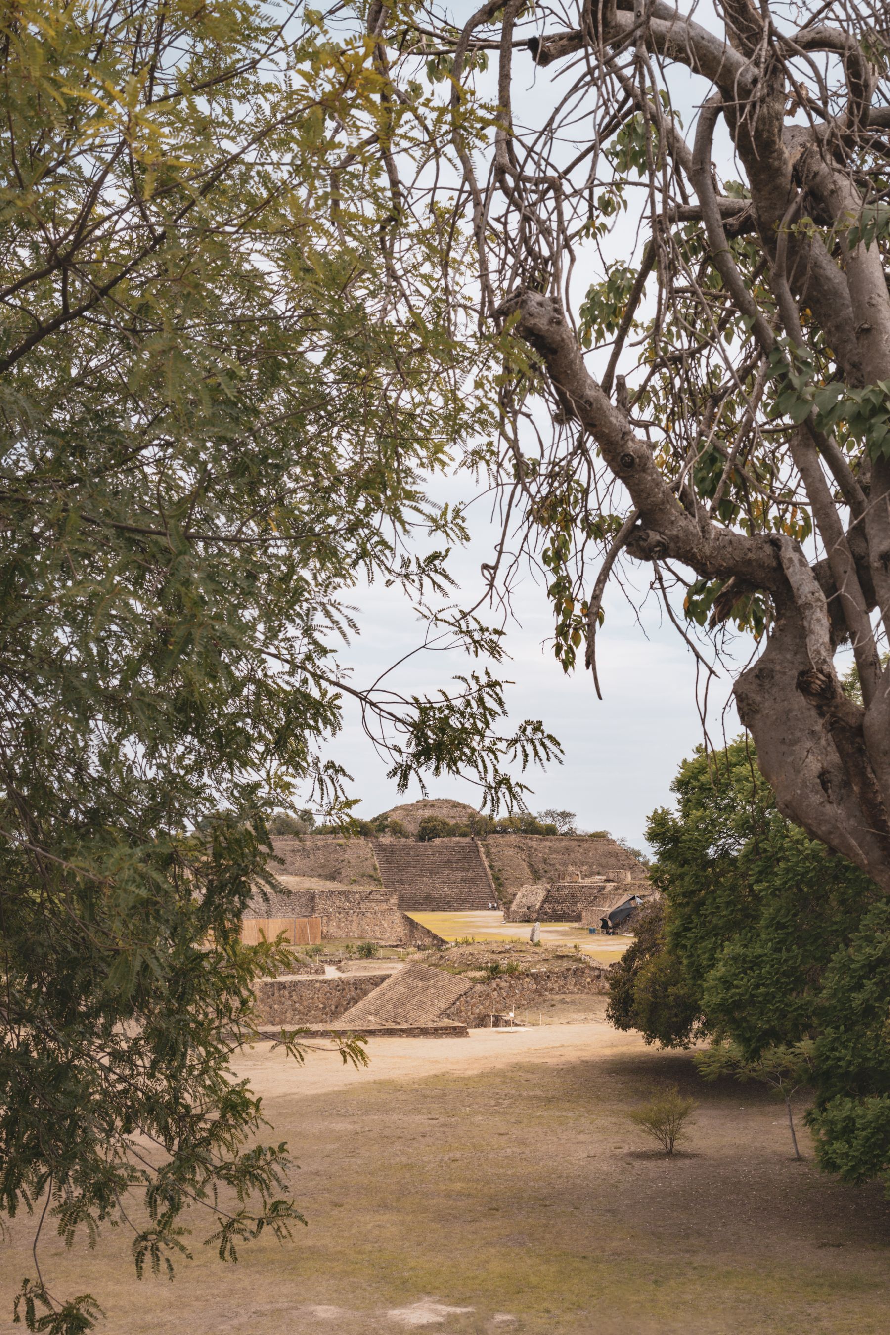 The ruins of Monte Alban seen through lush greenery