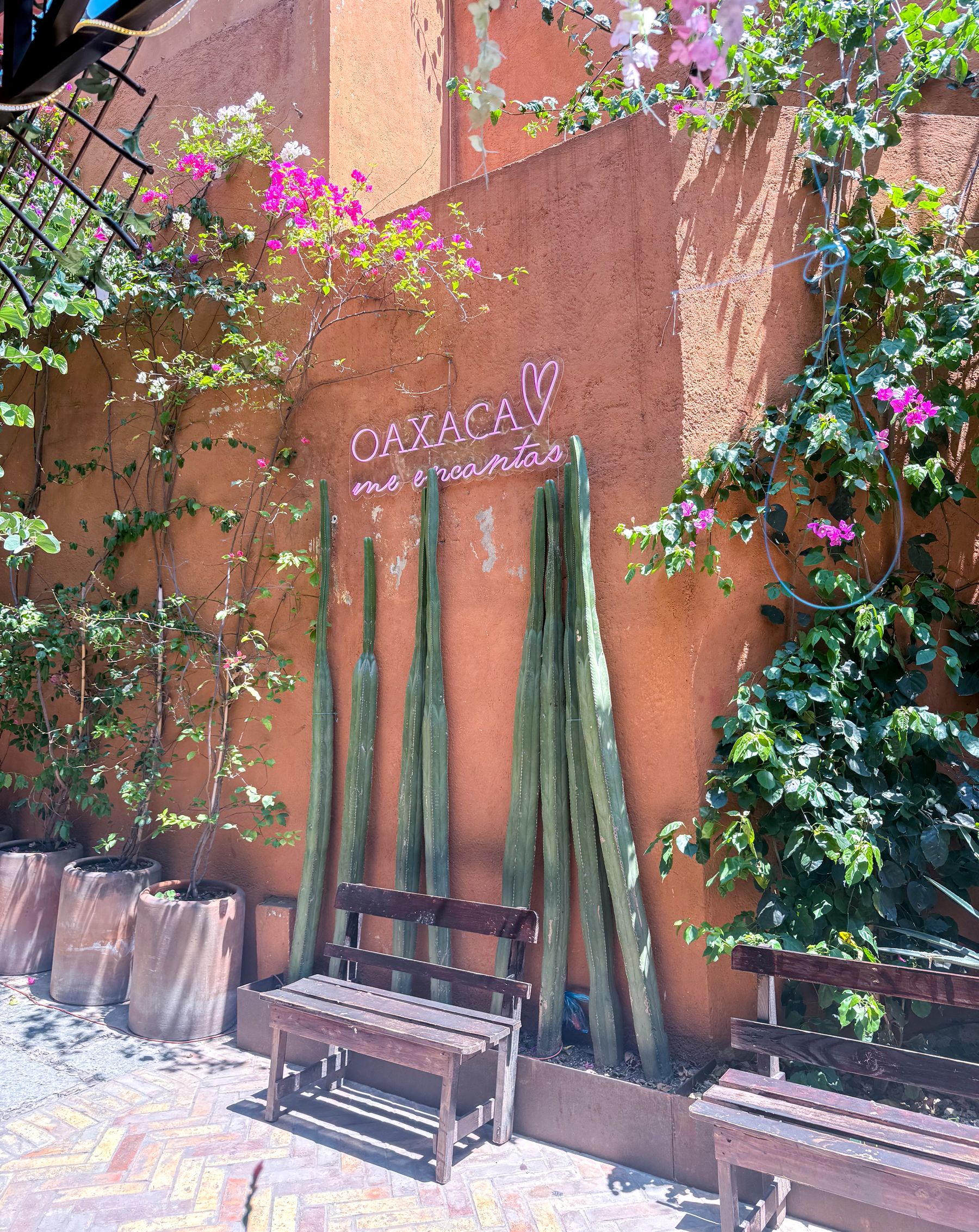 A colourful Oaxaca street with benches and plants under a sunny sky