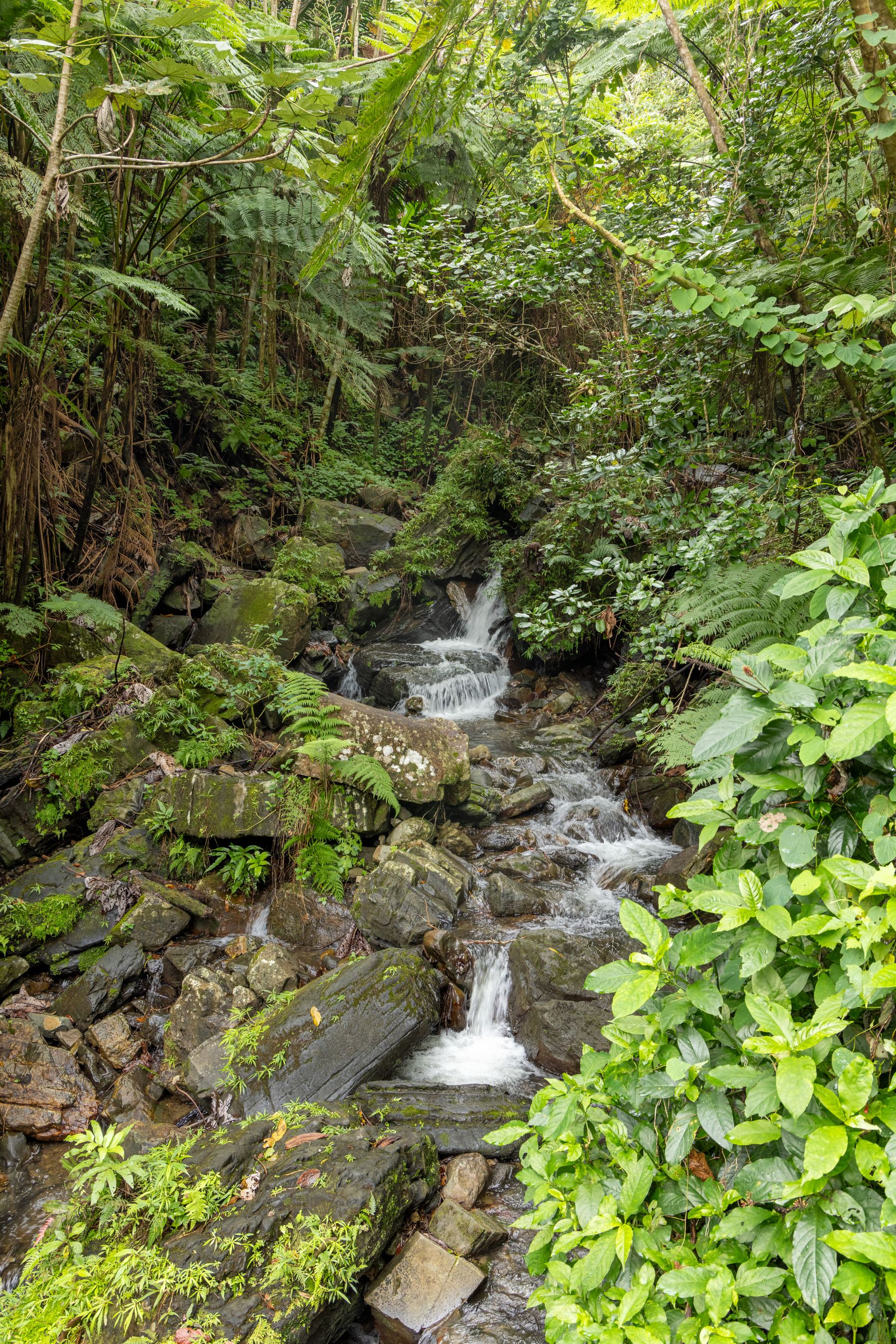 A waterfall falling through dense green rainforest in Puerto Rico