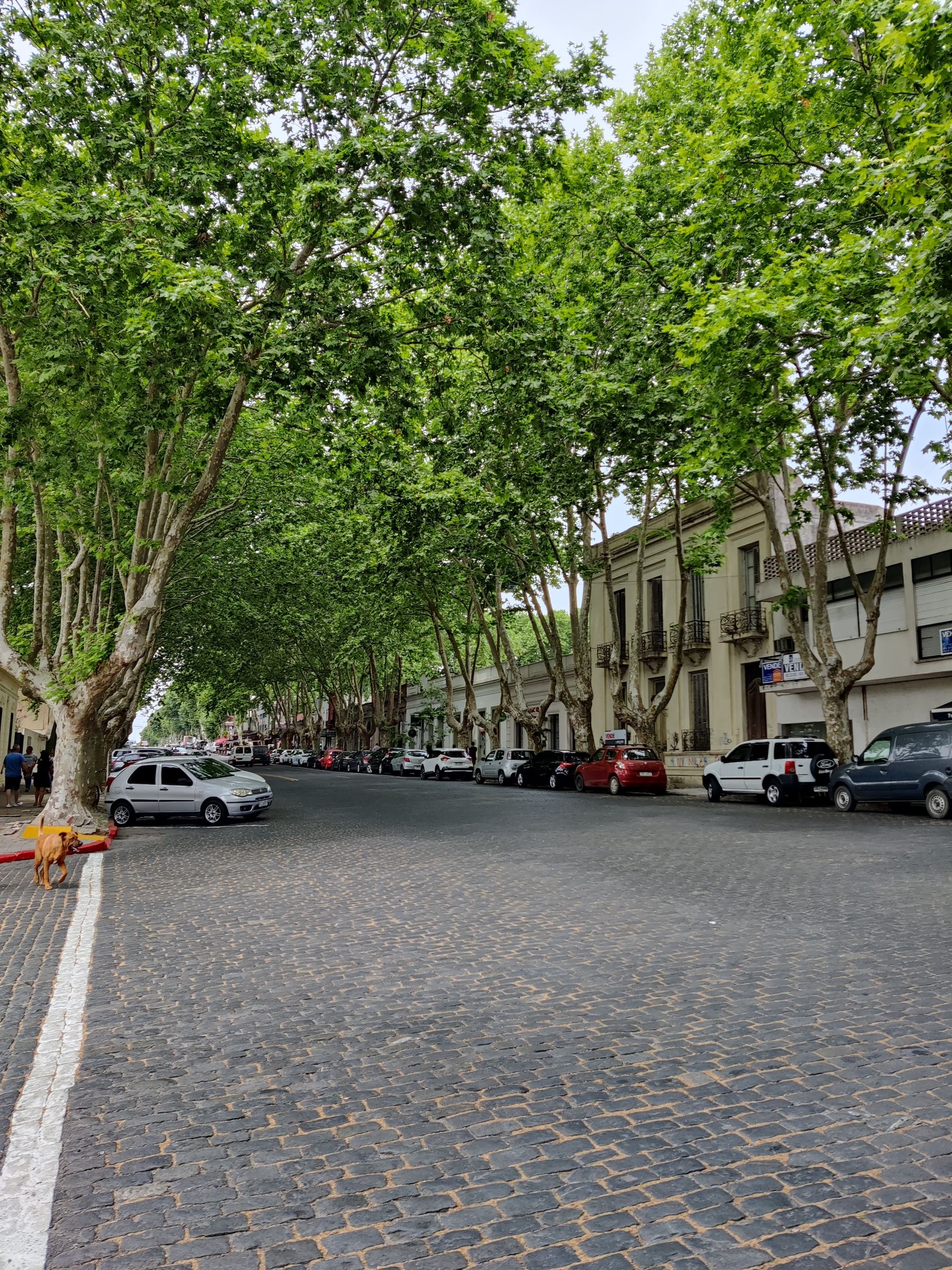 A quiet tree-lined street in Montevideo, Uruguay with classic European-style architecture