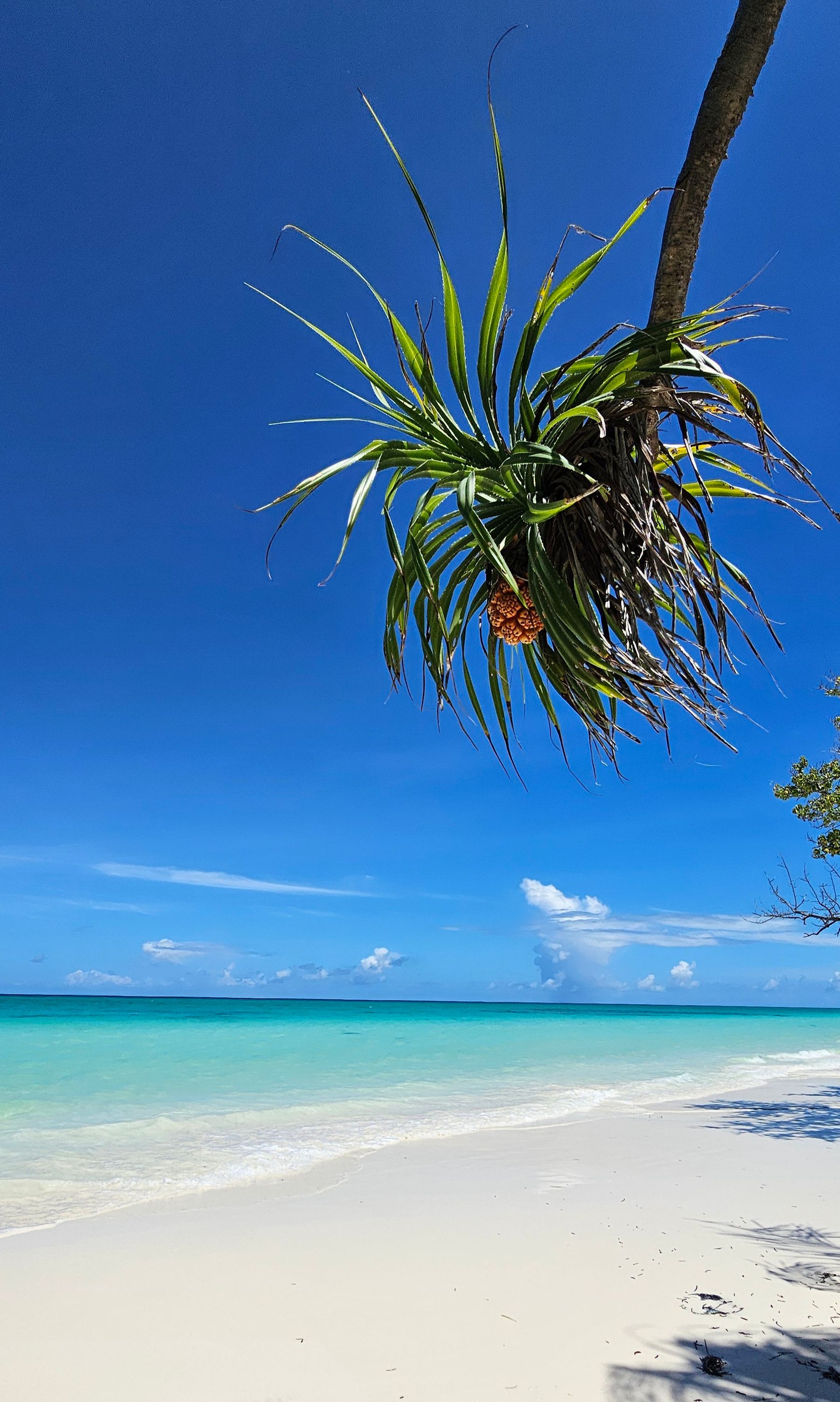 A tropical white sand beach with clear shallow water