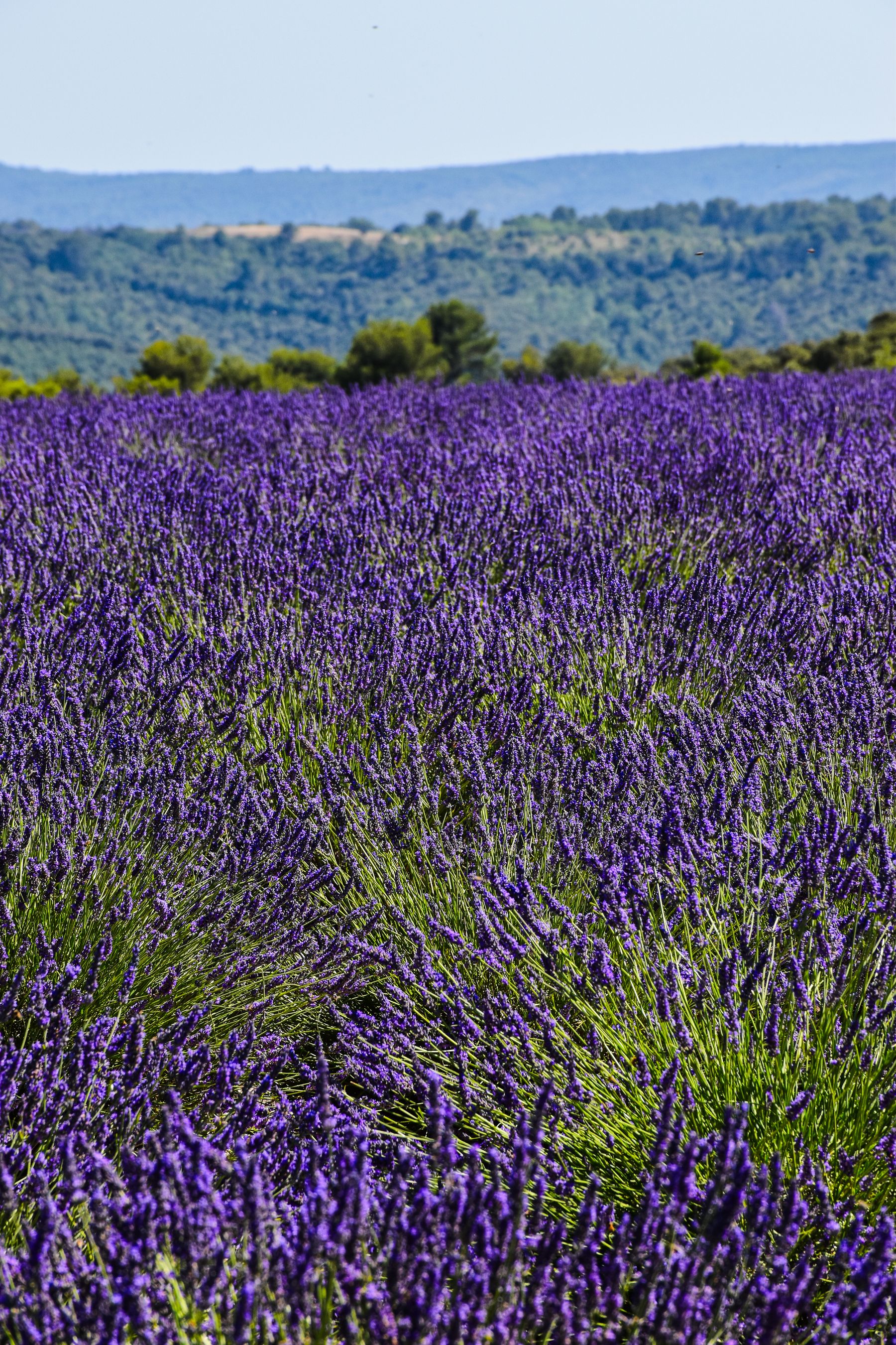 Lavender in full bloom across an open plateau in southern France