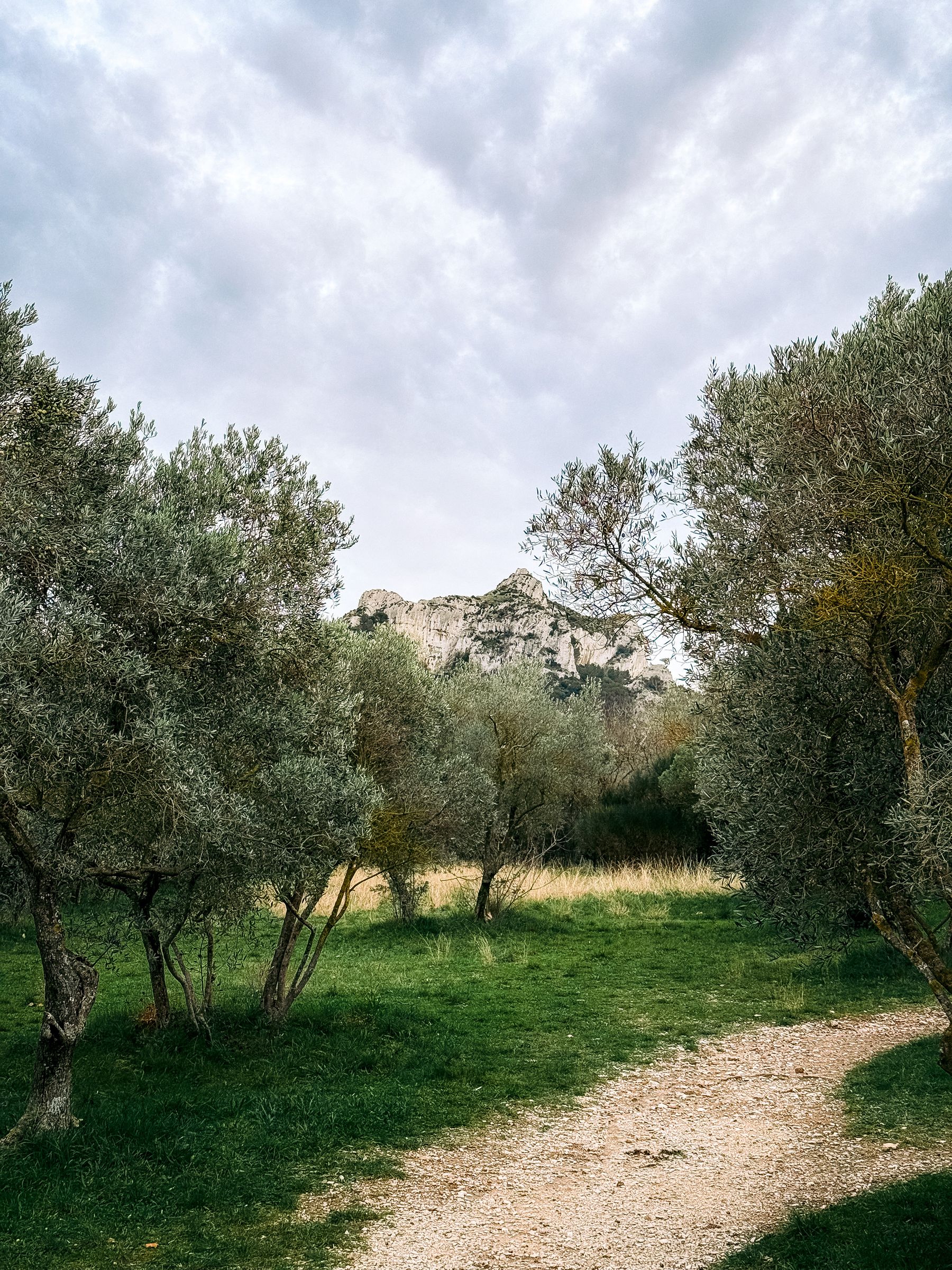 An olive grove of silver-leaved trees in a dry southern valley