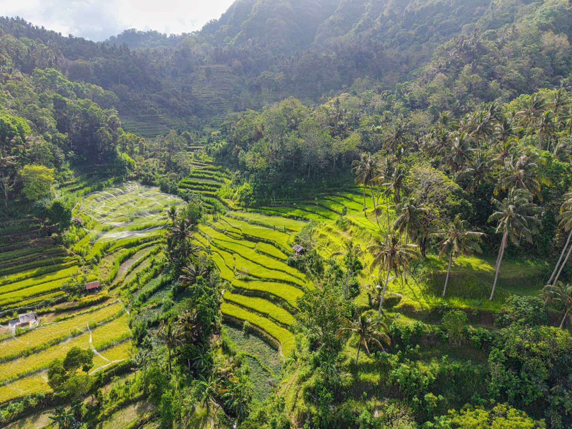 Green rice terraces under building cloud in the wet season