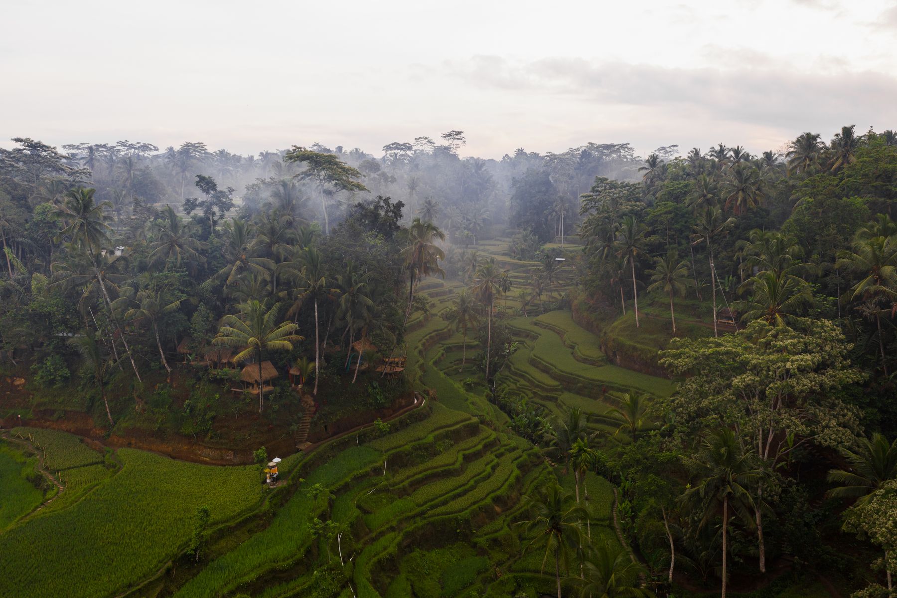 Misty green rice terraces under low cloud