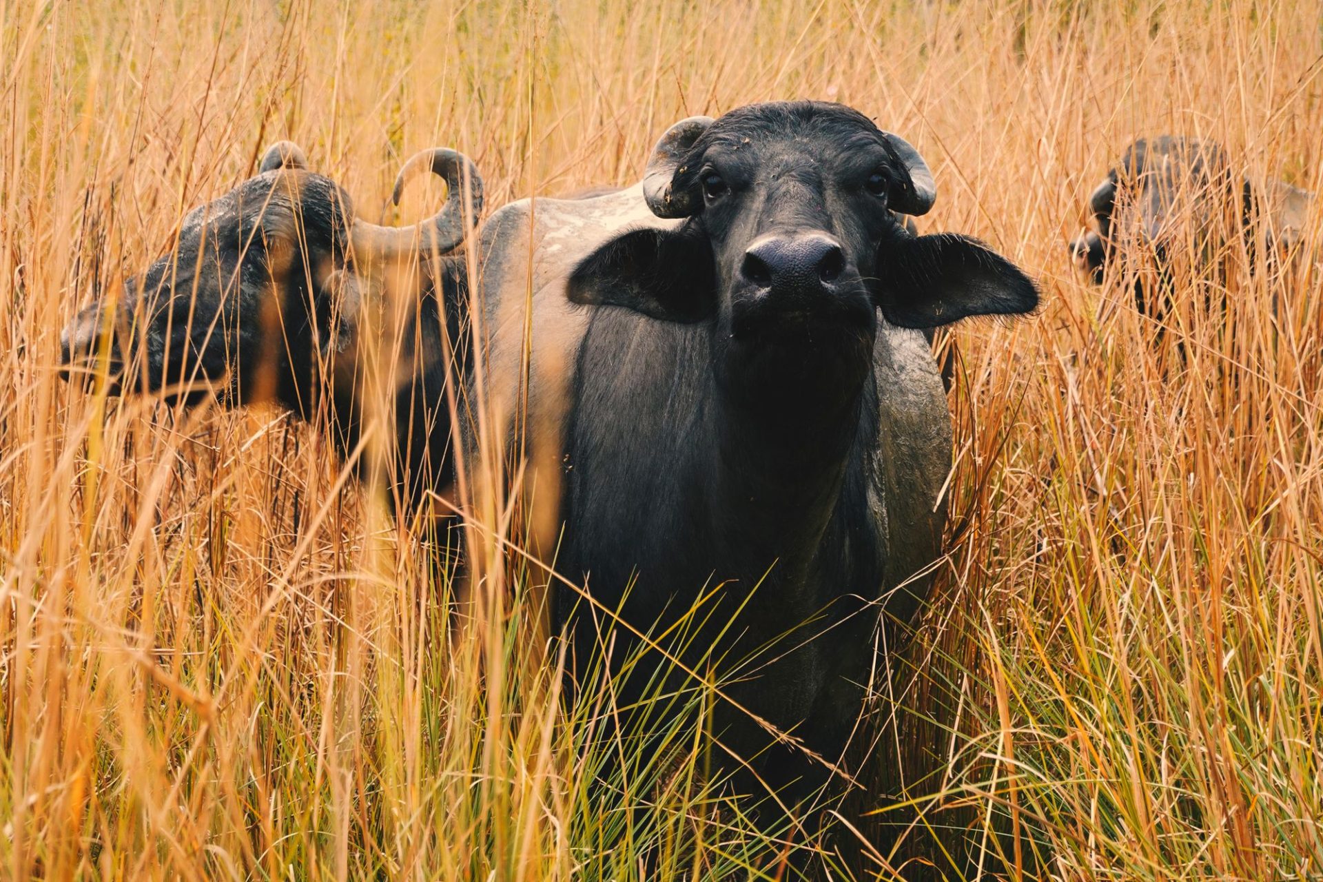 A water buffalo standing in a field inland from the coast
